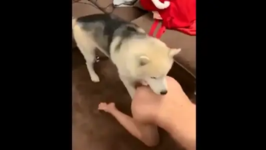 Don't pretend to force! Let me show you how my little bitch is mating..