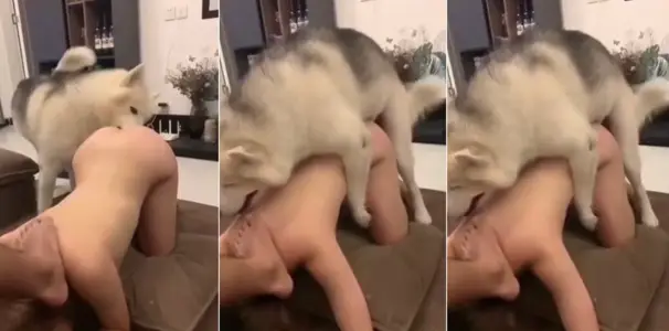 @ 20206592281 User Upload: Dog Manpower