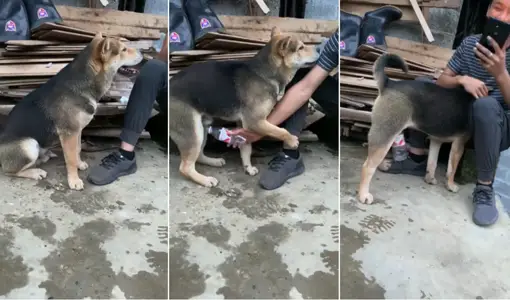 @ 20208170784 users upload dog lonely insert a plastic bottle